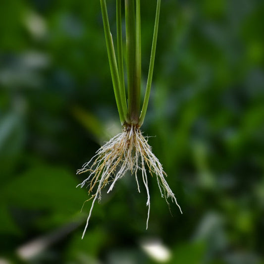 Quel rôle ont les racines ?