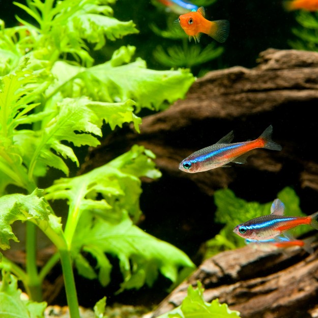 Cycle de l'azote dans un aquarium