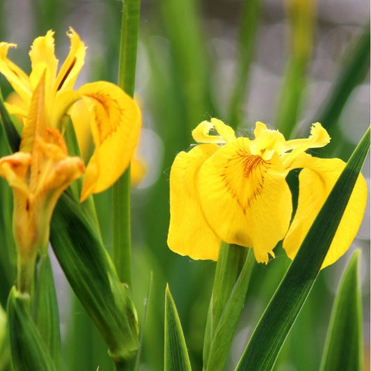 Fleur d’iris des marais jaune