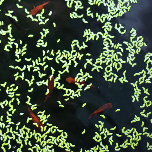 Poissons rouges nageant sous des lentilles d’eau en surface, dans un bassin naturel.