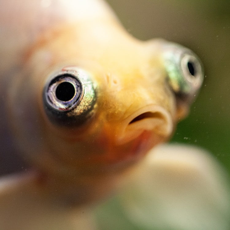 Portrait rapproché d’un poisson d’aquarium aux grands yeux, symbolisant la question du bien-être animal et des émotions aquatiques.