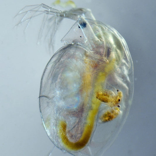 Macro de Daphnia magna
