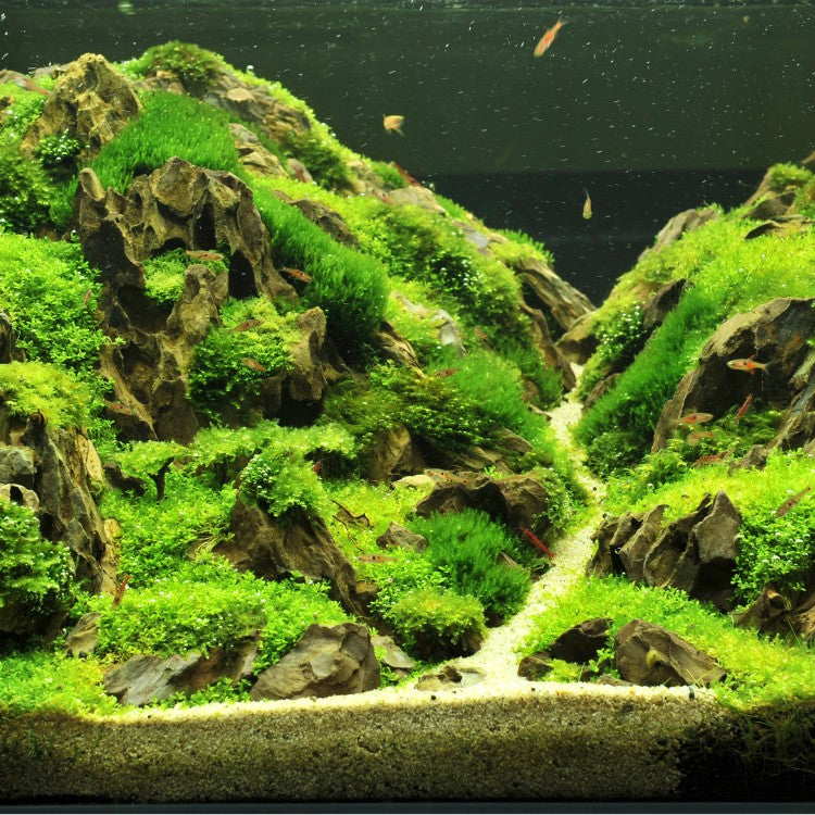 Un aquarium de rêve