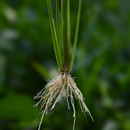 Racines fines d’une plante aquatique en aquarium naturel