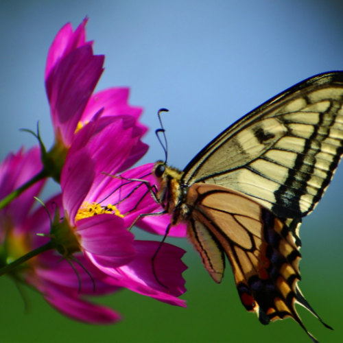 Des micro-mares pour la biodiversité au jardin