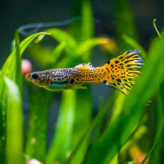 Image résumant le bien-être d'un guppy dans un aquarium grâce aux plantes d'aquariums