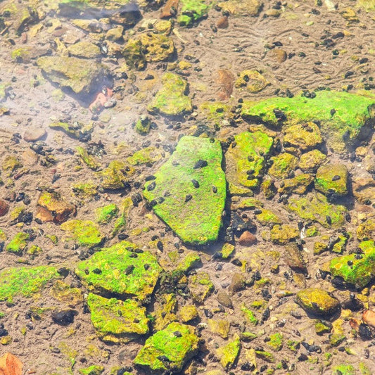 ochers et graviers couverts de périphyton (biofilm vert) en eau peu profonde, illustrant la couche d’algues et bactéries qui colonise les surfaces d’un aquarium.
