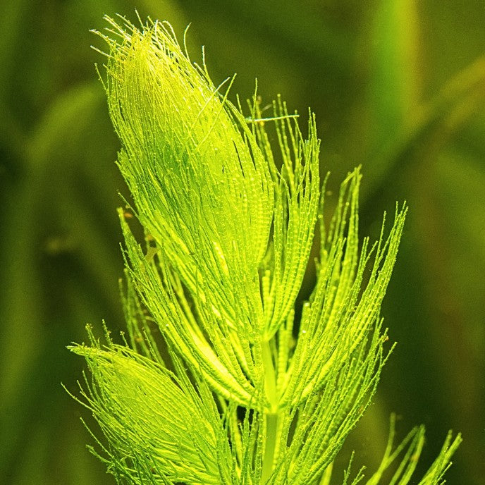 Ceratophyllum demersum – gros plan des feuilles finement découpées