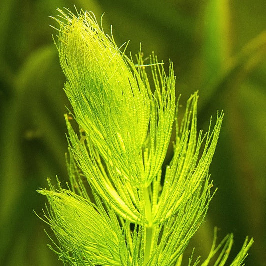 Ceratophyllum demersum – gros plan des feuilles finement découpées