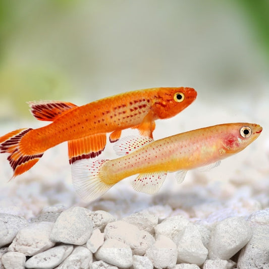 Deux killis colorés dans un bac naturel