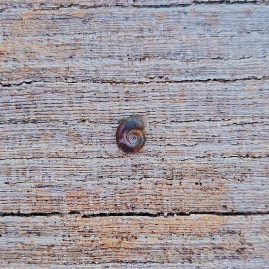 Le plus petit escargot du monde ?