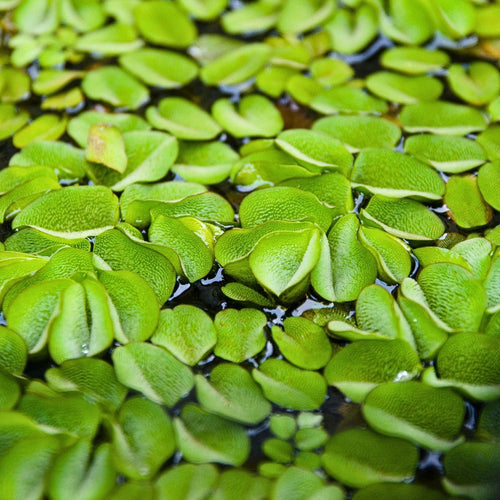 Comment choisir ses plantes flottantes ?