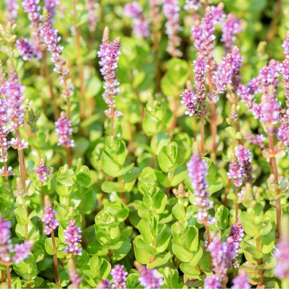 Rotala à feuilles rondes