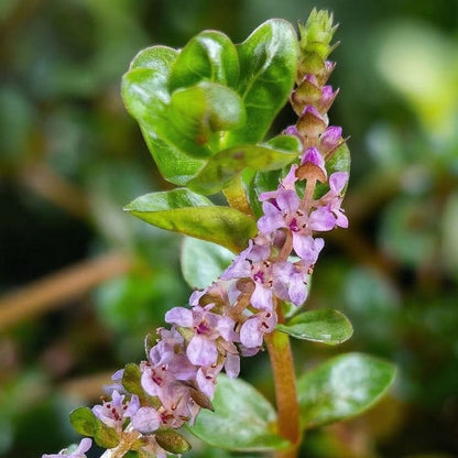 Rotala à feuilles rondes