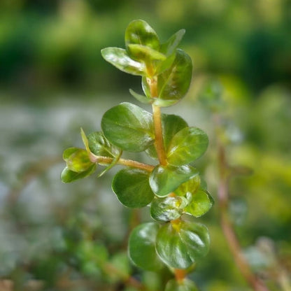 Rotala à feuilles rondes