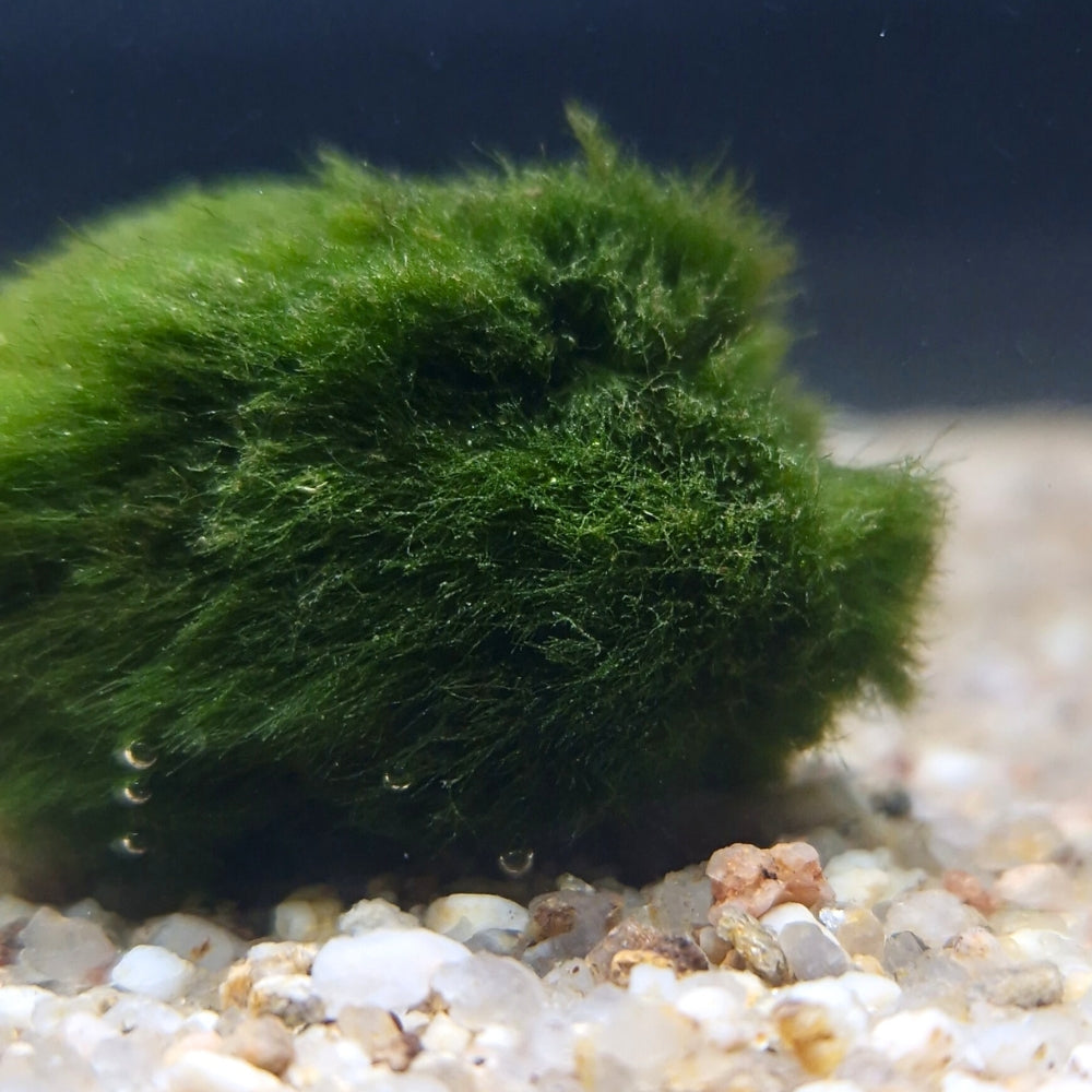 Surface dense et veloutée d’une boule d’Aegagropila linnaei, algue d’aquarium d’un vert profond et purifiant.