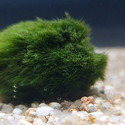 Surface dense et veloutée d’une boule d’Aegagropila linnaei, algue d’aquarium d’un vert profond et purifiant.