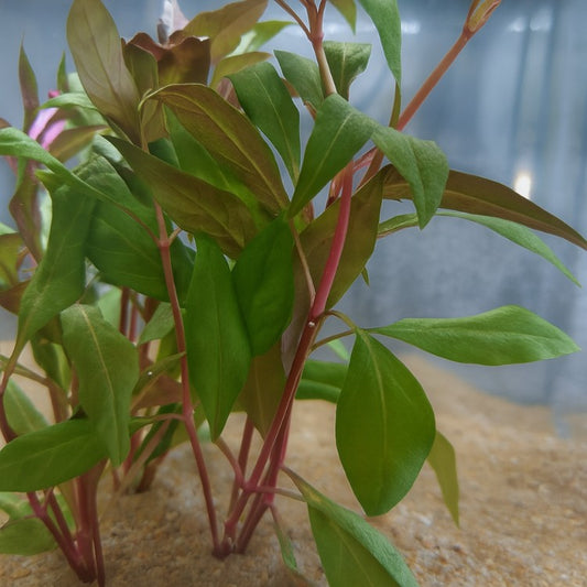 Tiges rouge rosé et feuilles vertes d’Alternanthera cardinalis plantée dans un sable d’aquarium naturel.