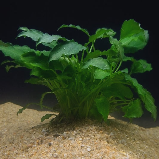 Schismatoglottis prietoi (Anubias des Philippines) formant une touffe compacte sur sable, feuilles vert sombre ; plante d’aquarium facile, peu gourmande en lumière.