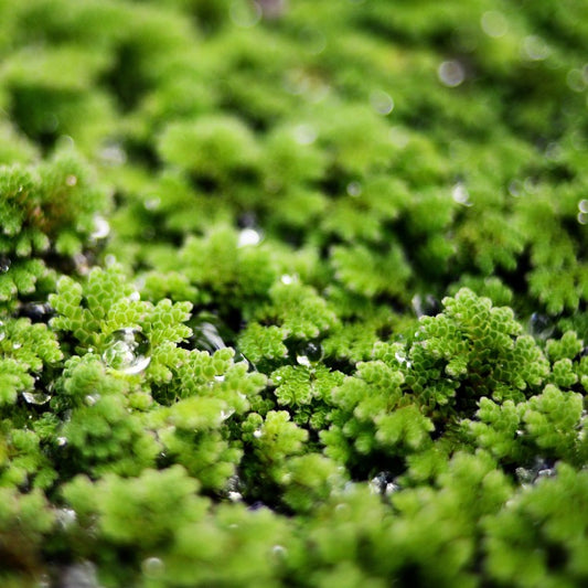 Tapis dense d’Azolla verte vu en macro, petites feuilles imbriquées avec quelques gouttelettes d’eau.