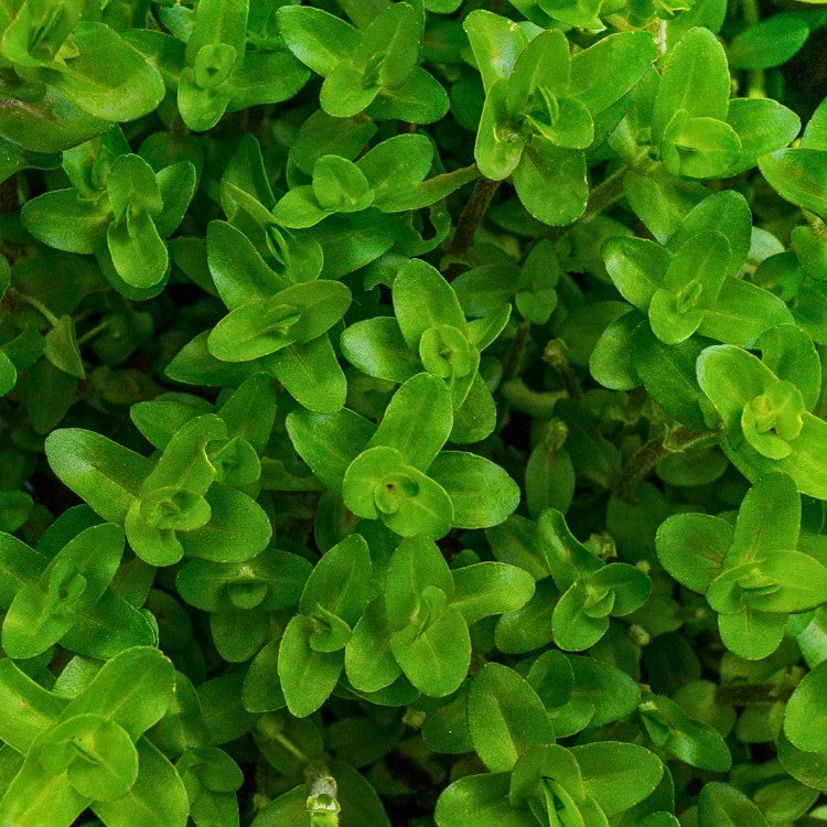 Si sa cousine l'hysope d'eau provient d'Asie, la grande bacopa est en revanche originaire des marécages du sud des USA. Cette origine plutôt amphibie lui donne le pouvoir de pousser avec ou sans eau, sous l'eau ou hors de l'eau.