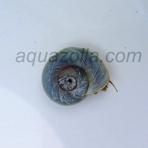 La planorbe est un magnifique escargot aquatique de bonne taille.