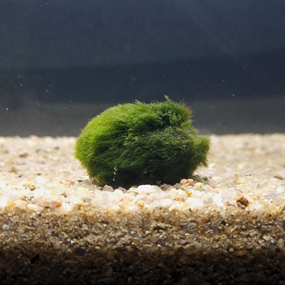 Boule de Cladophora reposant au fond d’un aquarium naturel, apportant un décor vivant et équilibrant l’eau.