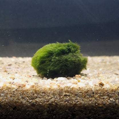Boule de Cladophora reposant au fond d’un aquarium naturel, apportant un décor vivant et équilibrant l’eau.