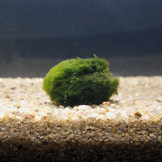 Boule de Cladophora reposant au fond d’un aquarium naturel, apportant un décor vivant et équilibrant l’eau.
