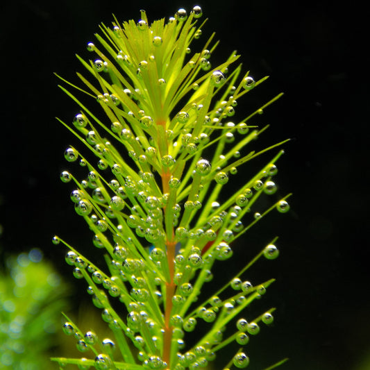 La fameuse "cerato", plante immergée probablement la plus utile : oxygénante, dépolluante, elle concurrence efficacement les algues. Et jolie, en plus !