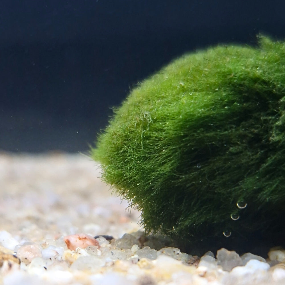 Gros plan sur une boule de Cladophora posée sur le sable d’un aquarium, algue verte naturelle douce et épuratrice.