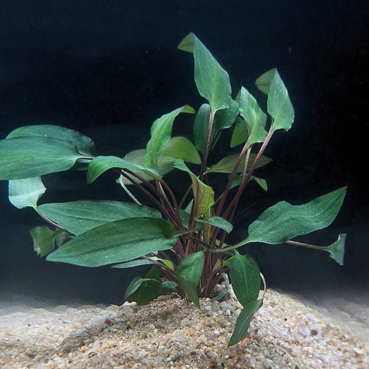 Cryptocoryne becketti plantée sur substrat sableux ; feuilles lancéolées vertes et pétioles rougeâtres dans un aquarium low-tech.