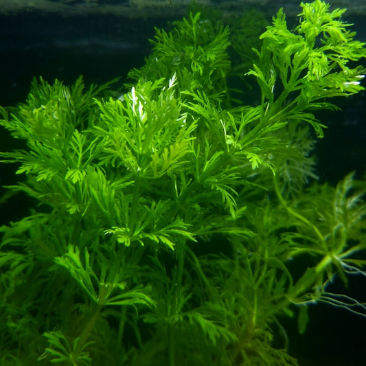 Gros plan sur les feuilles plumeuses et ramifiées de Limnophila sessiliflora, plante aquatique oxygénante très décorative.