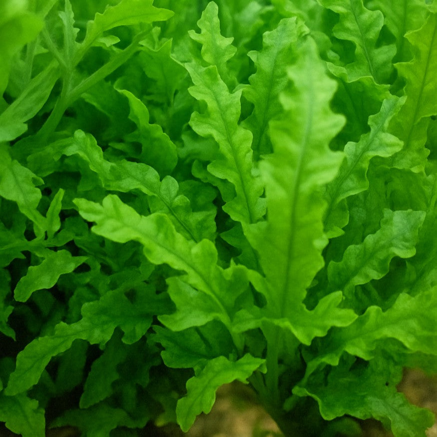 Pogostemon helferi installée en tapis végétal à l’avant d’un aquarium naturel, lumière forte, idéale pour crevettes et petits poissons