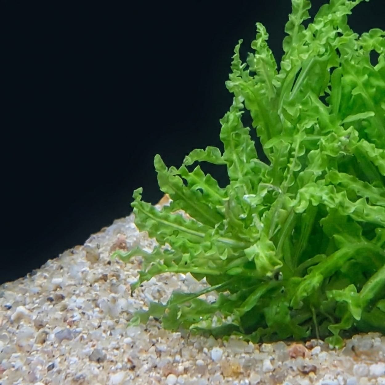 Gros plan sur les bords dentelés et la texture ondulée caractéristique des feuilles de la Pogostemon Helferi.