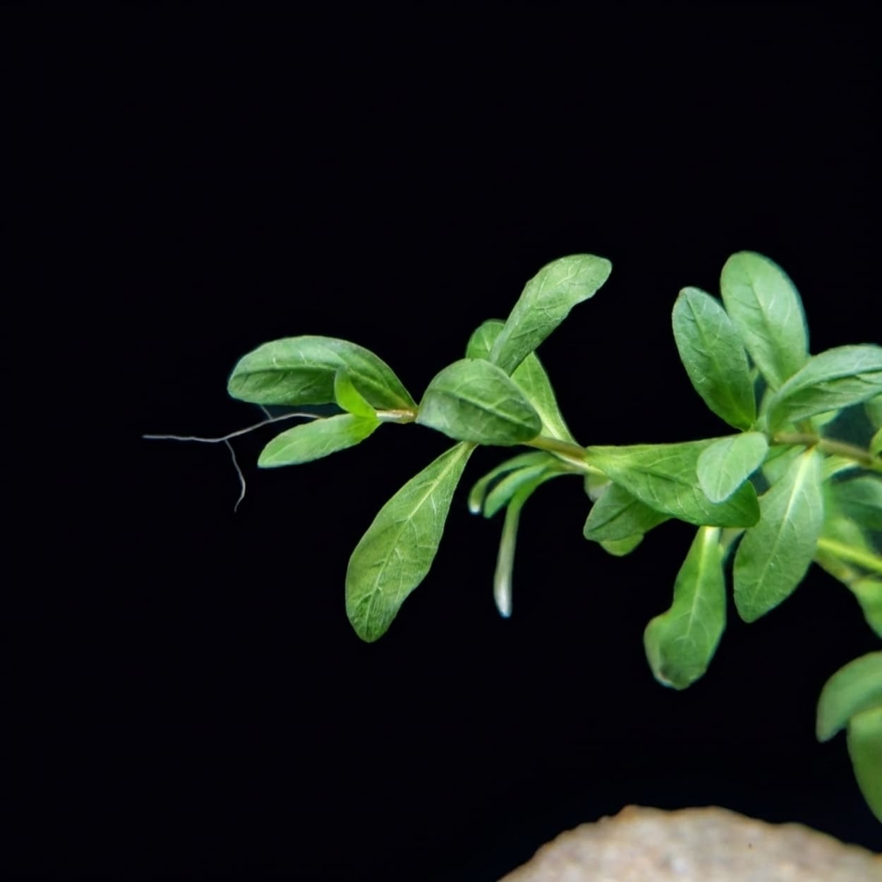 Gros plan sur le sommet d'une tige de Hygrophila polysperma montrant la disposition symétrique des feuilles et la finesse des nervures, illustrant une croissance saine pour l'arrière-plan d'un aquarium.
