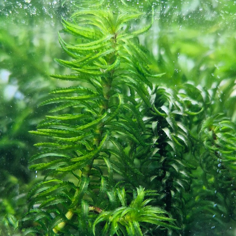 Une cousine moins connue de l'élodée, encore plus robuste et plus poussante !
Et avec les mêmes propriétés anti-cyanobactéries, en aquarium comme en bassin.