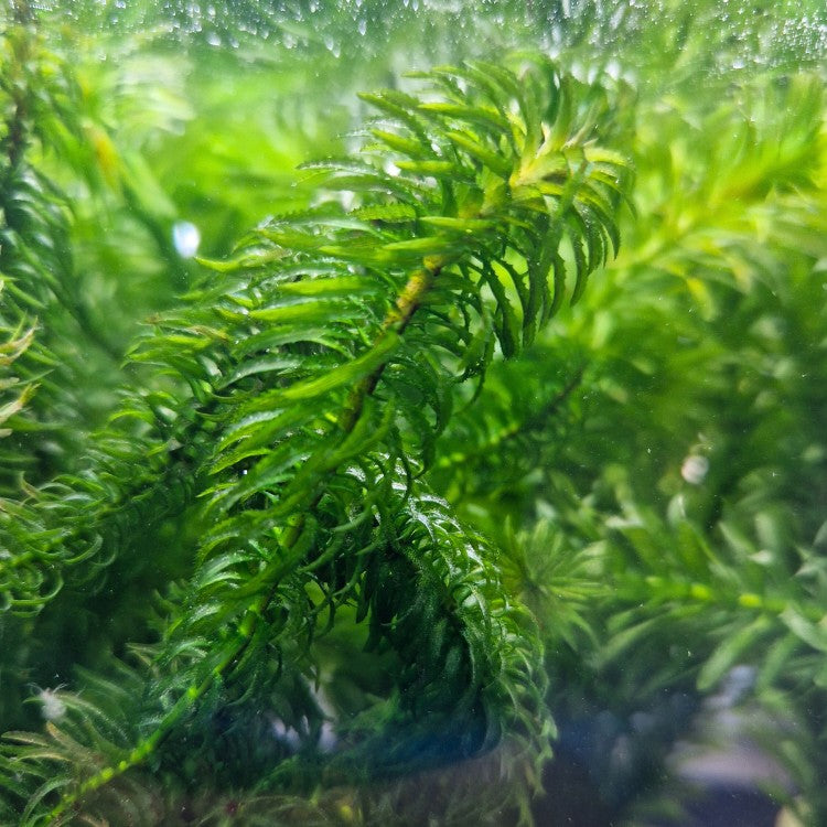 C'est la plante idéale pour ceux qui veulent du naturel dans un aquarium, et elle surpasse sa concurrente.