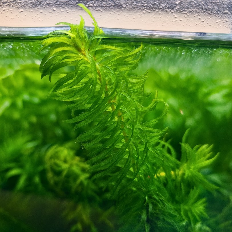 Egeria najas flottant sous la surface d’un aquarium, plante d’eau douce robuste et purifiante aux feuilles délicatement dentelées.