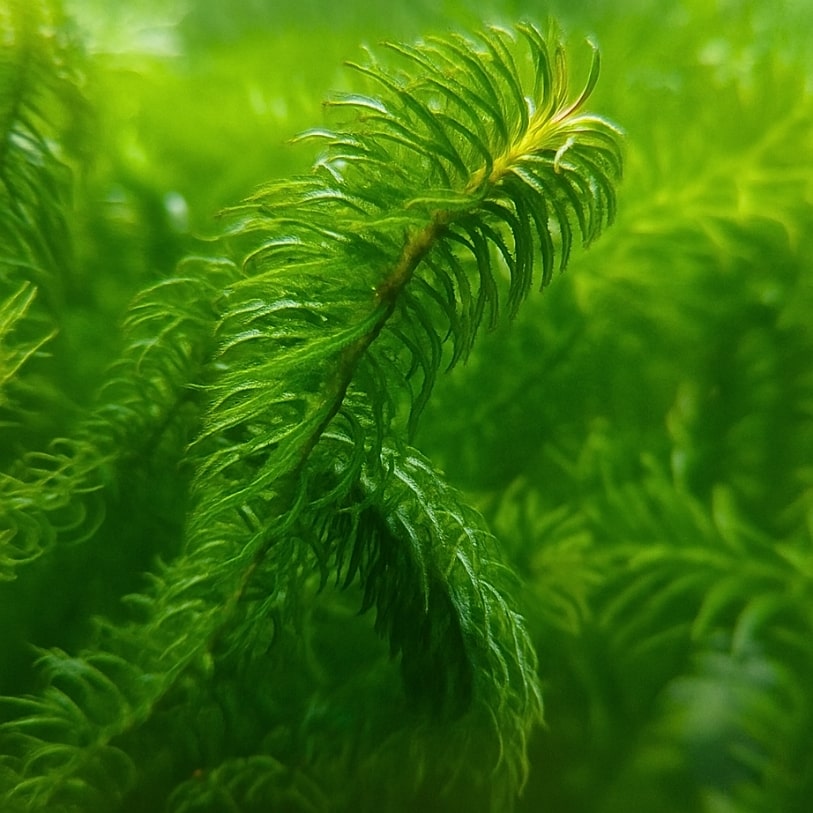 Gros plan sur une tige d’Egeria najas, plante aquatique à fines feuilles vert vif, idéale pour oxygéner l’eau et limiter les algues.