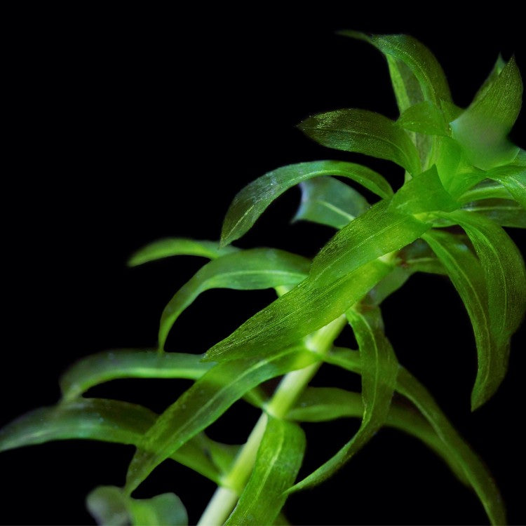 La première qualité de l'élodée est son titre de plante la plus oxygénante des milieux d'eau douce.