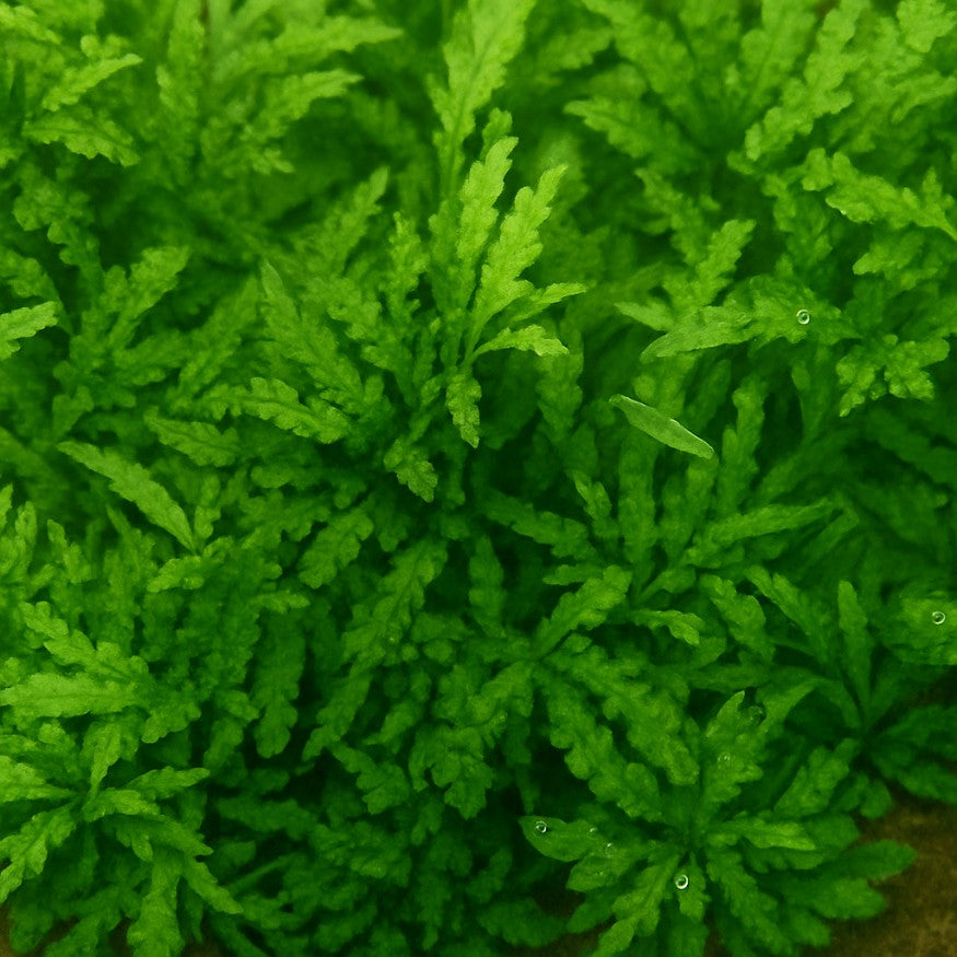 Feuillage vert tendre du Pogostemon helferi en rosette compacte, plante basse adaptée à une culture en aquarium.