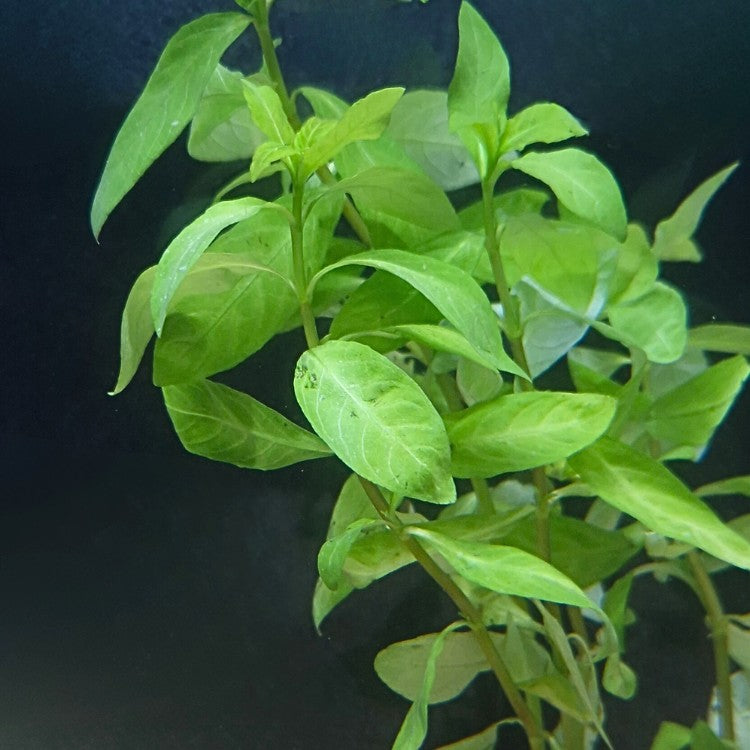 Gros plan des feuilles ovales d’Hygrophila polysperma sous éclairage modéré, plante facile tolérant la faible lumière et sans ajout de CO₂.