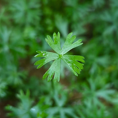 Vue rapprochée d’une feuille unique de Ranunculus inundatus, plante d’aquarium formant un tapis vert clair aux lobes fins et réguliers.