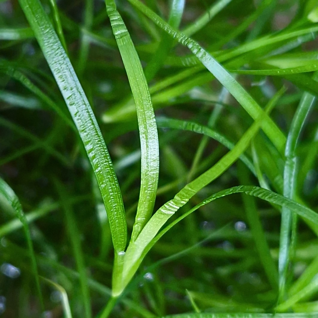 Jonc aquatique nain (Offre de lancement -34 %)