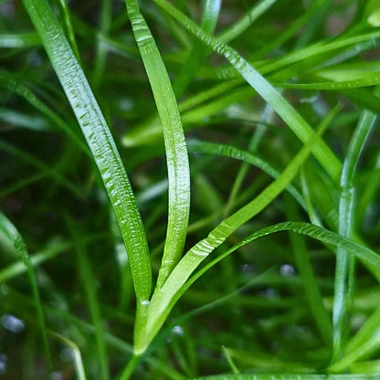 Jonc aquatique nain (Offre de lancement -34 %)