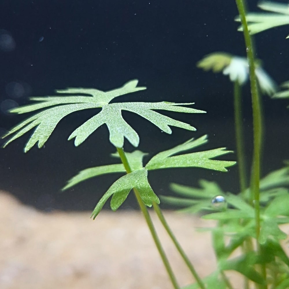 Ranunculus inundatus en aquarium, feuilles palmées vert tendre illuminées par la lumière, idéale pour un décor naturel low-tech.
