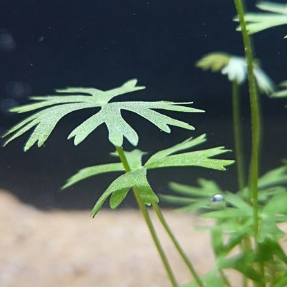 Ranunculus inundatus en aquarium, feuilles palmées vert tendre illuminées par la lumière, idéale pour un décor naturel low-tech.