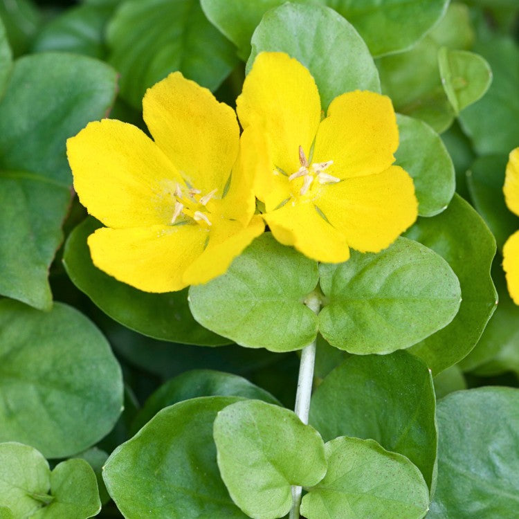 Deux fleurs jaunes éclatantes de Lysimachia nummularia au-dessus d’un tapis de feuilles vert tendre, illustrant sa floraison estivale.