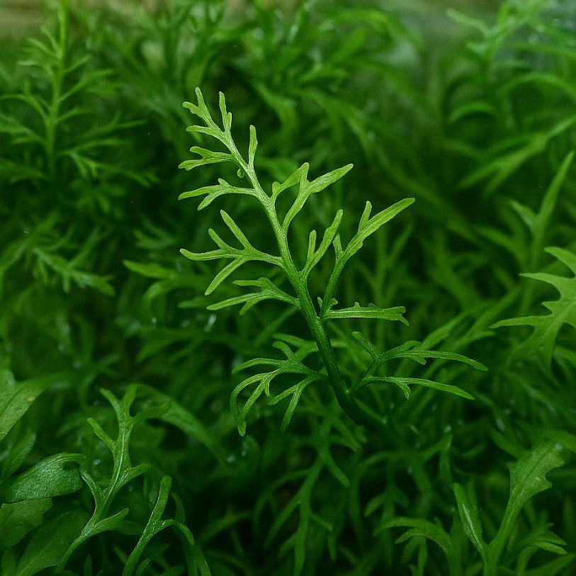 Une véritable fougère aquatique !
Plante très facile, à croissance rapide, à la silhouette superbe et spectaculaire, dépassant de l'eau si on le souhaite...